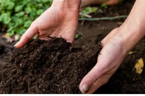 迎春花如何养殖,生长期间放在室外光线良好的地方