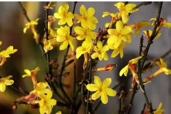 迎春花如何养殖,生长期间放在室外光线良好的地方
