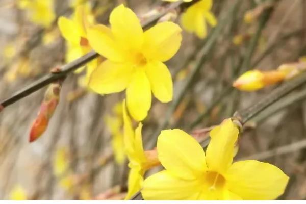 迎春花如何养殖,生长期间放在室外光线良好的地方