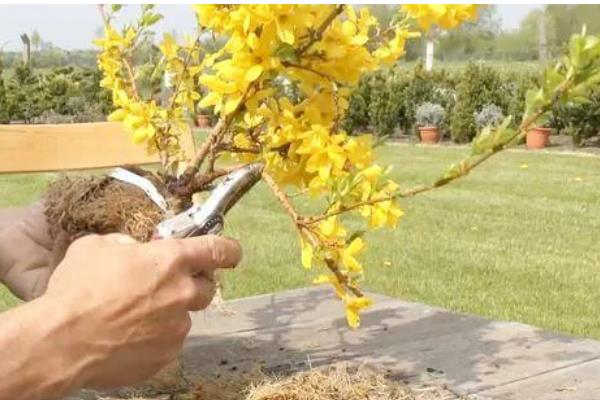 迎春花如何养殖,生长期间放在室外光线良好的地方