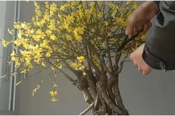 迎春花如何养殖,生长期间放在室外光线良好的地方