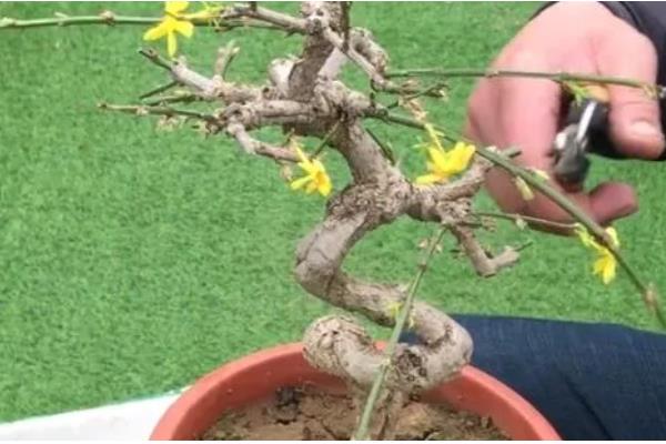 迎春花如何养殖,生长期间放在室外光线良好的地方