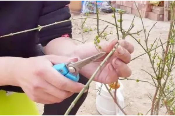 迎春花如何养殖,生长期间放在室外光线良好的地方