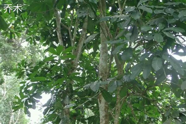 乔木和灌木有什么区别，高度、形态等方面都不同