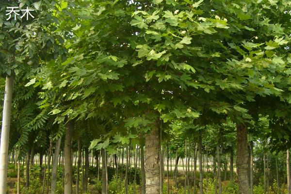 乔木和灌木有什么区别，高度、形态等方面都不同