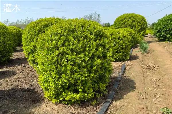 乔木和灌木有什么区别，高度、形态等方面都不同