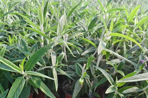 乔木和灌木有什么区别，高度、形态等方面都不同