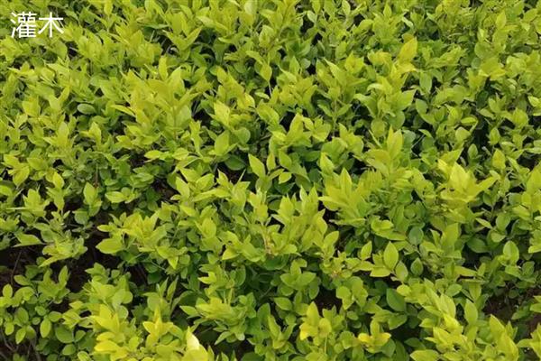 乔木和灌木有什么区别，高度、形态等方面都不同