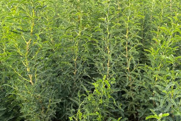 乔木和灌木有什么区别，高度、形态等方面都不同