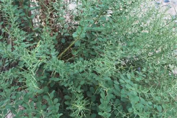 乔木和灌木有什么区别，高度、形态等方面都不同