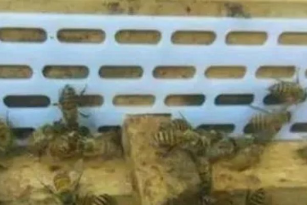 防逃片何时使用,饲养新收蜂群、迁飞蜂群、分蜂蜂群都要安装