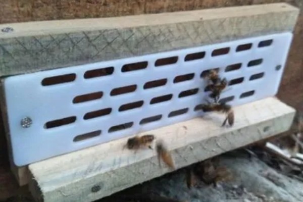 防逃片何时使用,饲养新收蜂群、迁飞蜂群、分蜂蜂群都要安装