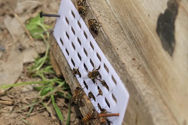 防逃片何时使用,饲养新收蜂群、迁飞蜂群、分蜂蜂群都要安装
