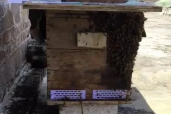 防逃片何时使用,饲养新收蜂群、迁飞蜂群、分蜂蜂群都要安装