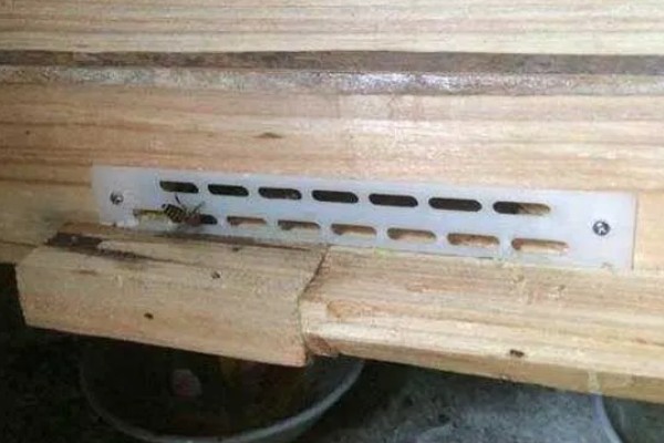 防逃片何时使用,饲养新收蜂群、迁飞蜂群、分蜂蜂群都要安装