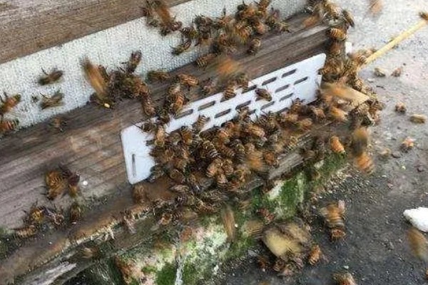 防逃片何时使用,饲养新收蜂群、迁飞蜂群、分蜂蜂群都要安装