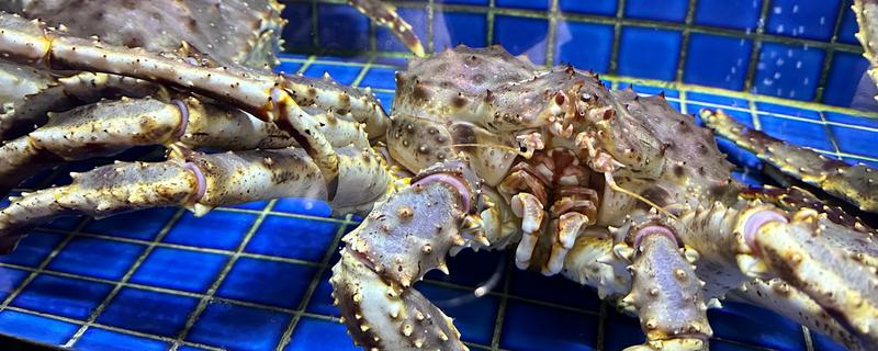 帝王蟹简介，是现存最大的甲壳动物之一