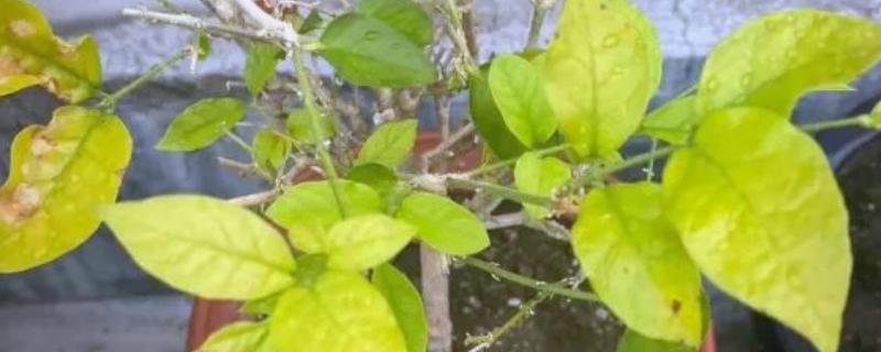 茉莉花叶子发黄怎么处理，需要合理浇水并补充光照