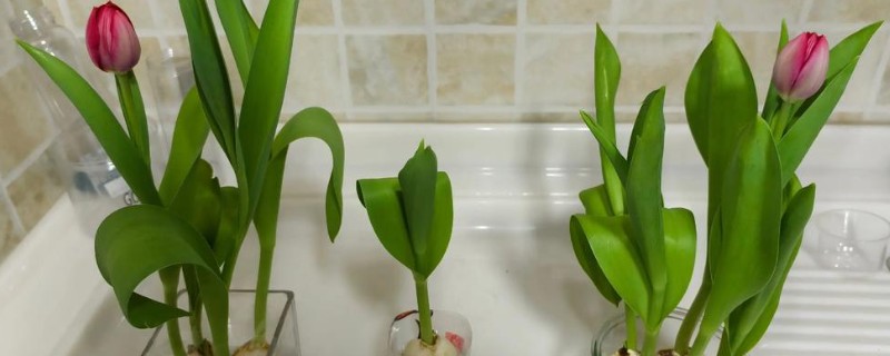 水培郁金香能不能留种，花朵开败后种球就会死亡