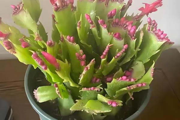 夏天怎么养护蟹爪兰，要为其做好降温措施