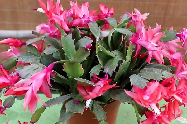 夏天怎么养护蟹爪兰，要为其做好降温措施