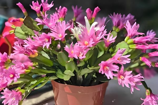 夏天怎么养护蟹爪兰，要为其做好降温措施