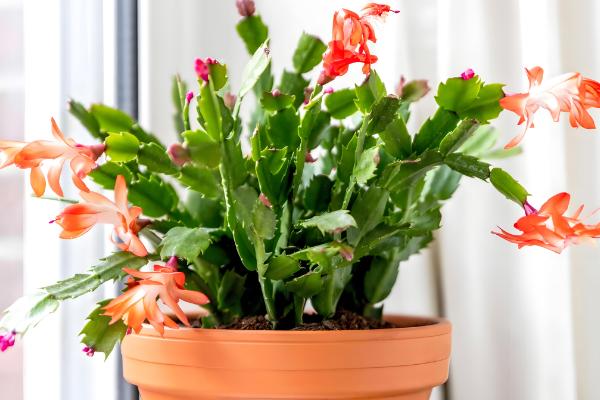 夏天怎么养护蟹爪兰，要为其做好降温措施
