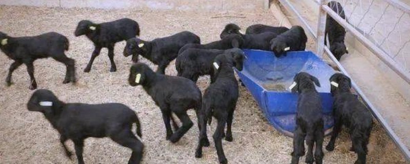 回村创业有什么高利润的养殖项目，乌骨羊、秋刀鱼等动物值得考虑