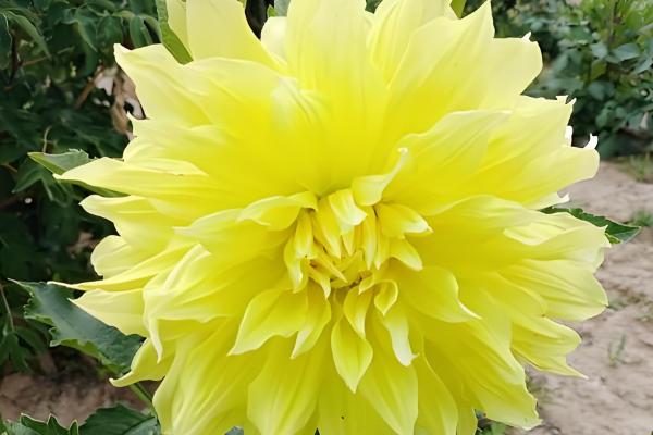 大丽花有哪些花语,寓意热情、富贵、纯真等