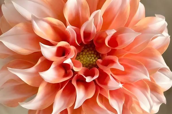 大丽花有哪些花语,寓意热情、富贵、纯真等