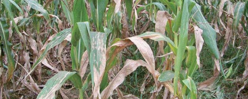 玉米大斑病如何防治，种植时可向土壤中混合生石灰