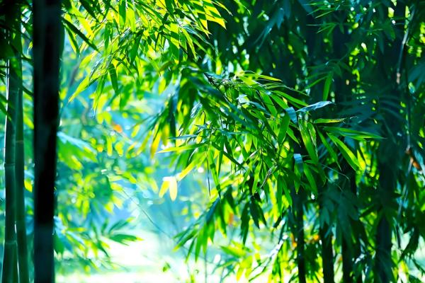 竹子是四季常青吗，竹子是常绿植物