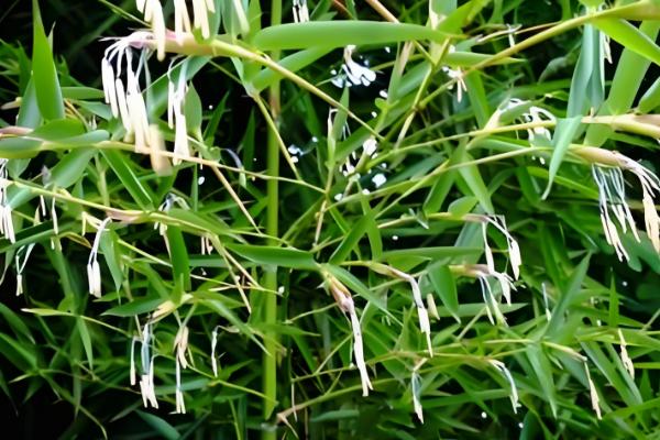 竹子是四季常青吗，竹子是常绿植物