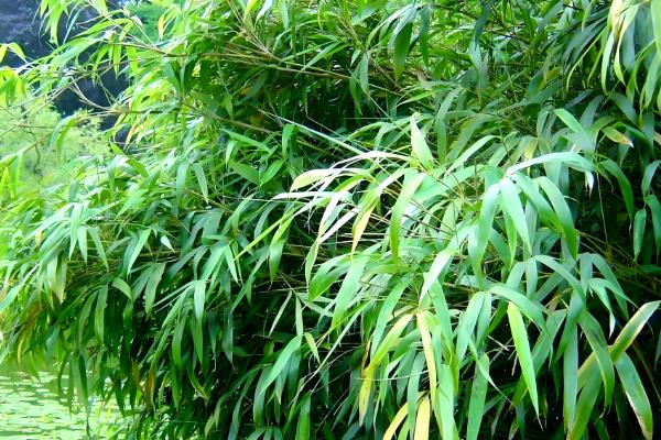 竹子是四季常青吗，竹子是常绿植物