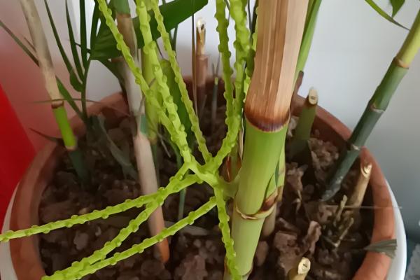 竹子是四季常青吗，竹子是常绿植物