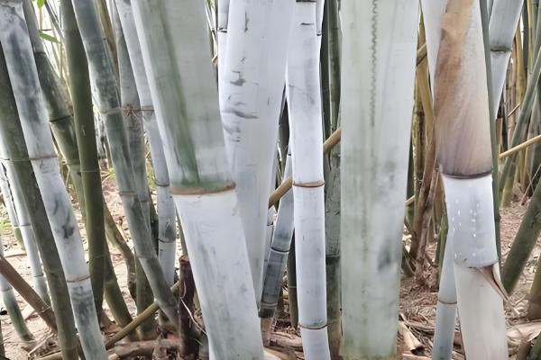 竹子是四季常青吗，竹子是常绿植物