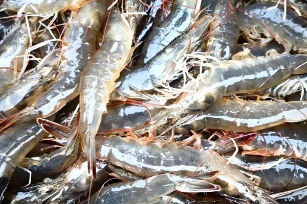 养殖虾和海虾的区别，虾壳、颜色、价格等方面都不同