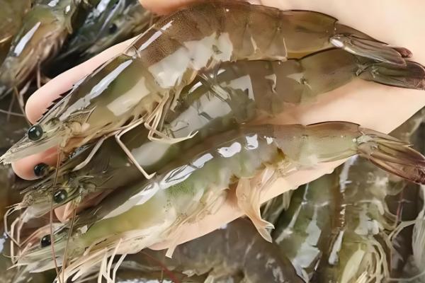 养殖虾和海虾的区别，虾壳、颜色、价格等方面都不同
