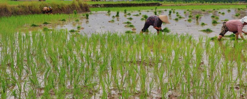 沙漠种植水稻有哪些难点，气候条件太恶劣