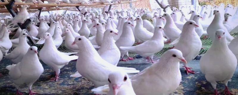 养殖什么比较好养，推荐肉鸽、养鹅等