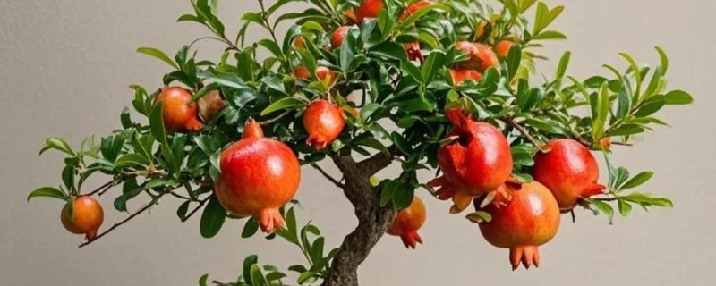 盆栽石榴如何养殖，通常3-5天浇水一次