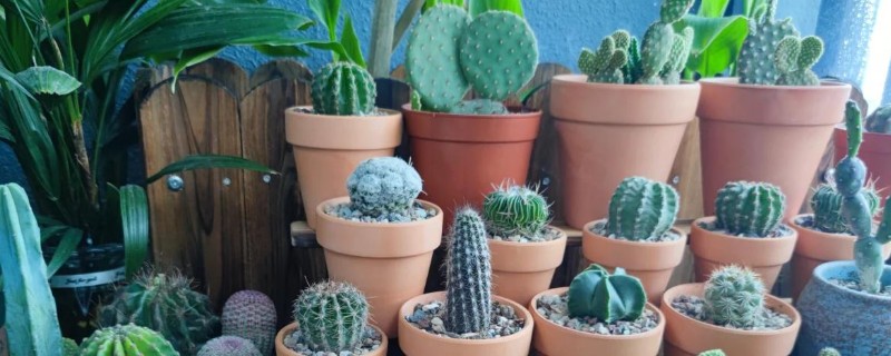 怎么种仙人掌，选择泥瓦盆、陶盆等容器种植