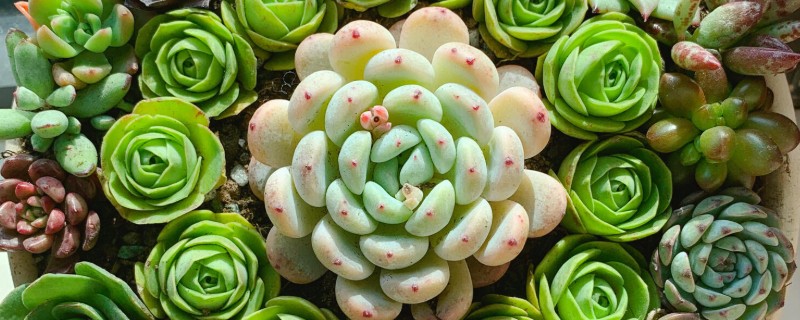 多肉植物是浇水还是喷雾，取决于时间和季节的来进行调整