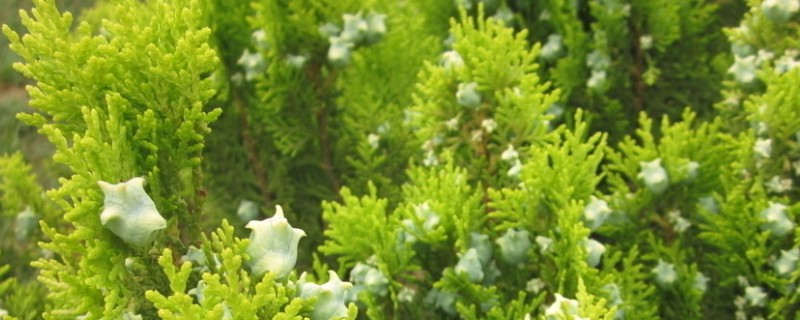 哪些树的叶片冬季也能保持绿色，松柏、橡皮树等品种四季常绿