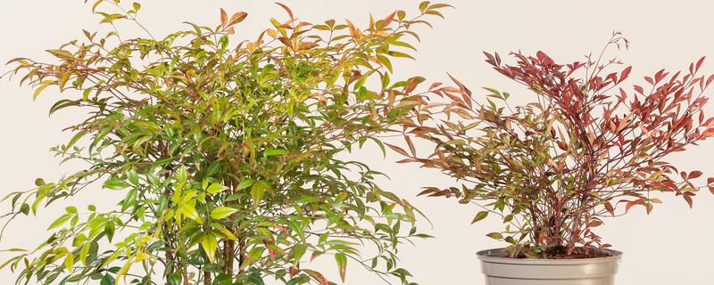 南天竹有什么寓意，代表健康长寿、纯洁忠贞等含义