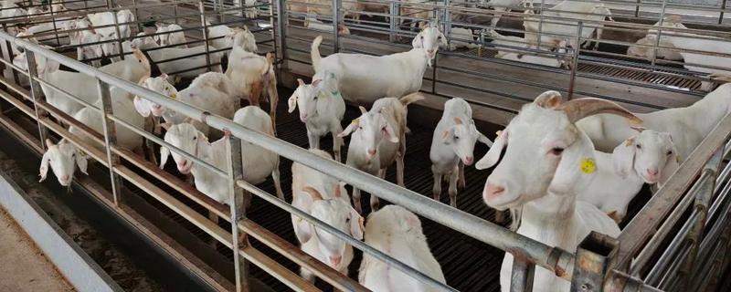 山羊的母羊有没有角，大部分母山羊均有细小的角