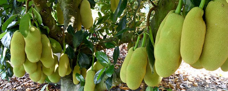 菠萝蜜适合种在什么土壤中，以疏松肥沃的微酸性土壤或砂土为宜