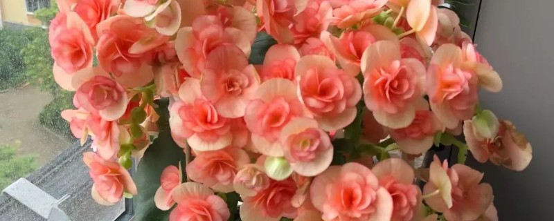 丽格海棠如何修剪，可以采取疏枝修剪的方式