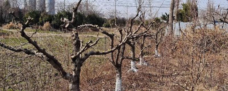 枣树怎么修剪，幼树期于50-60cm处定干