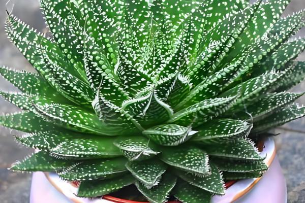 波露如何扦插，建议在春季和秋季进行